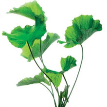 Nymphaea Tiger Lotus Green AQUADIP