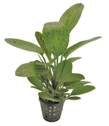 Echinodorus ozelot Green PC Aquafleur