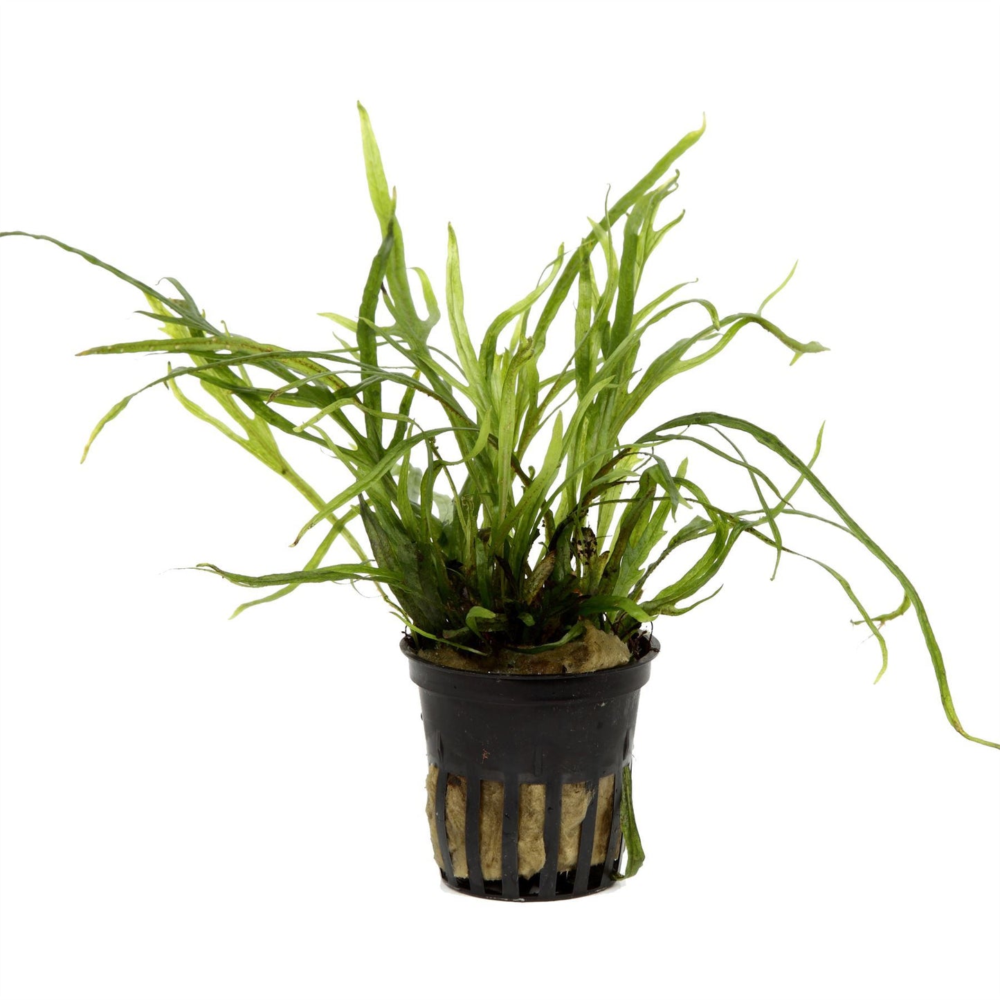 Microsorum pteropus Trident AQUADIP
