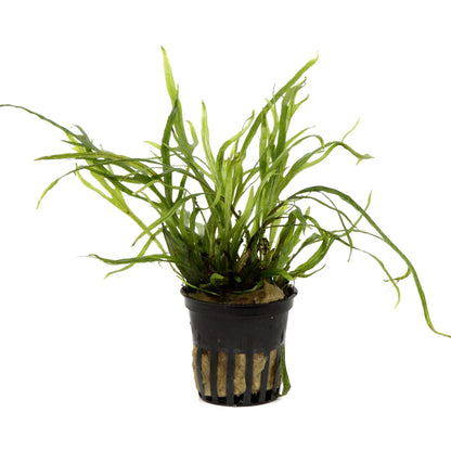 Microsorum pteropus Trident AQUADIP
