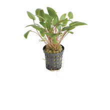 Cryptocoryne wendtii Green PC Aquafleur