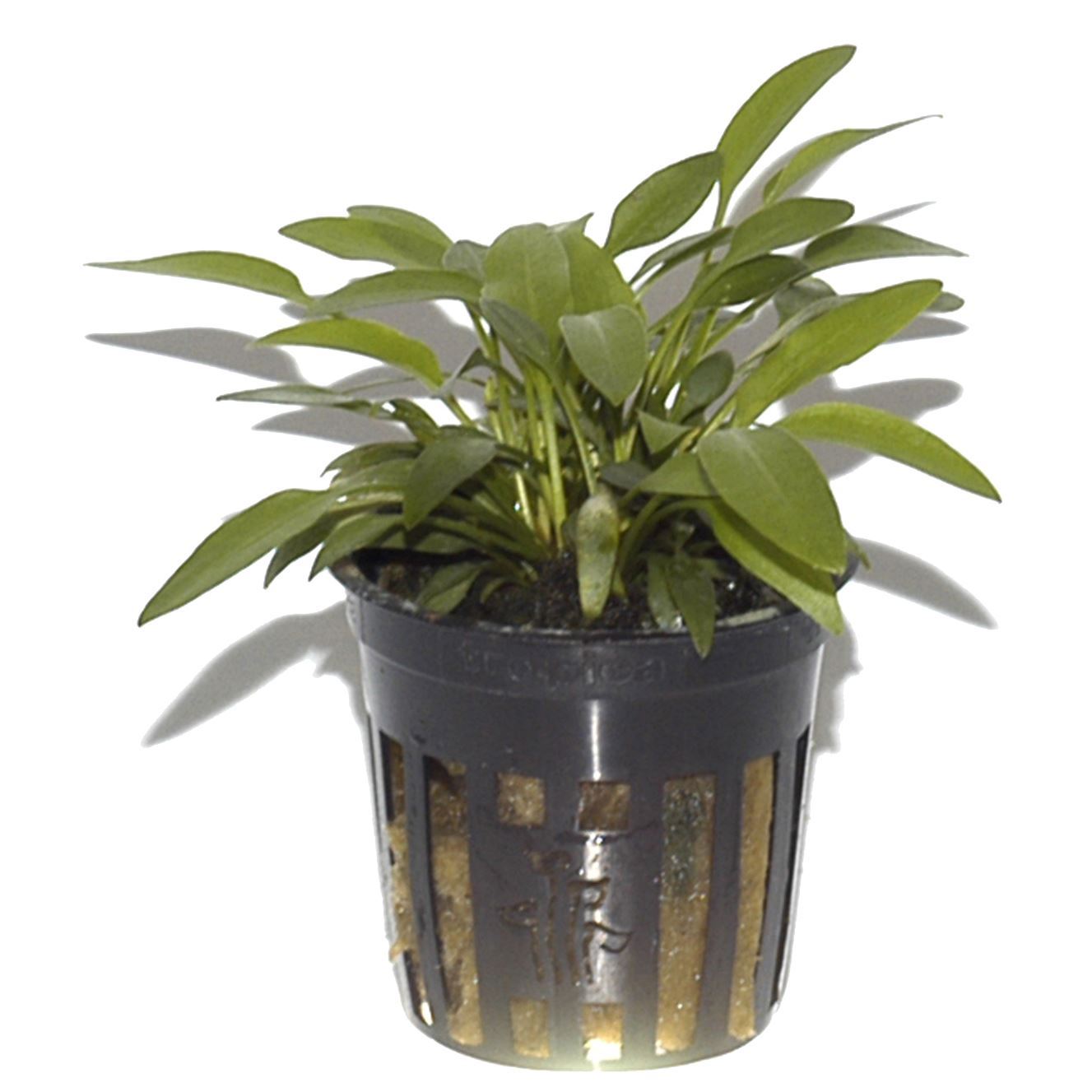 Cryptocoryne willissii AQUADIP - Live Aquarium Plant – Pro Shrimp
