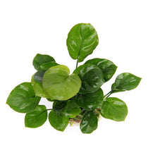 Anubias nana Coin Leaf Aquafleur