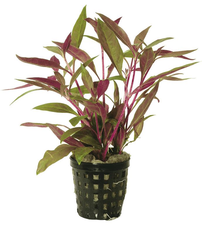 Alternanthera Rosaefolia PC Aquafleur