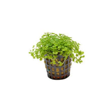 Micranthemum monte carlo PC Aquafleur
