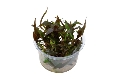 Tropica Cryptocoryne undulatus Red 1-2-GROW