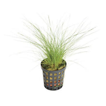 Eleocharis acicularis AQUADIP Hairgrass
