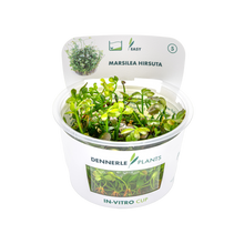 Dennerle Marsilea hirsuta Plant-It