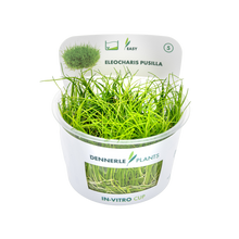 Dennerle Eleocharis pusilla Plant-It