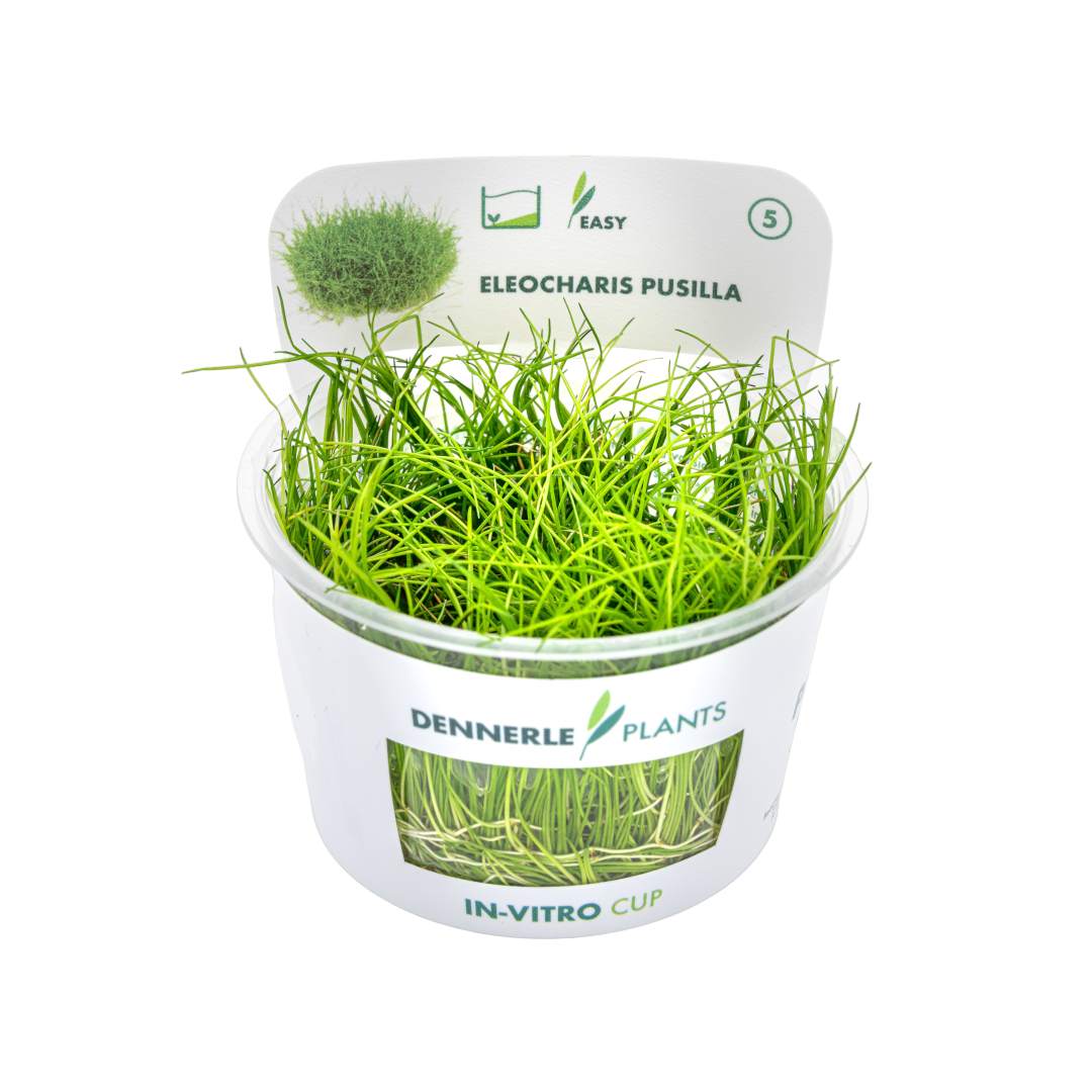 Dennerle Eleocharis pusilla Plant-It