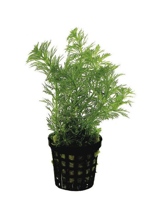 Limnophila heterophylla Aquafleur