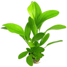 Echinodorus paniculatus AQUADIP