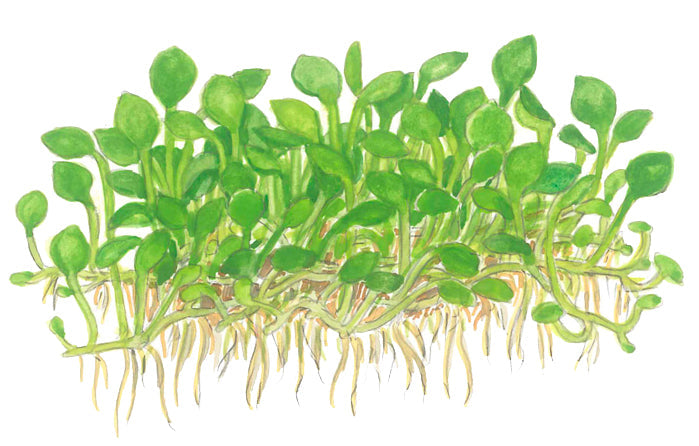 Tropica Marsilea minuta (crenata) 1-2-GROW