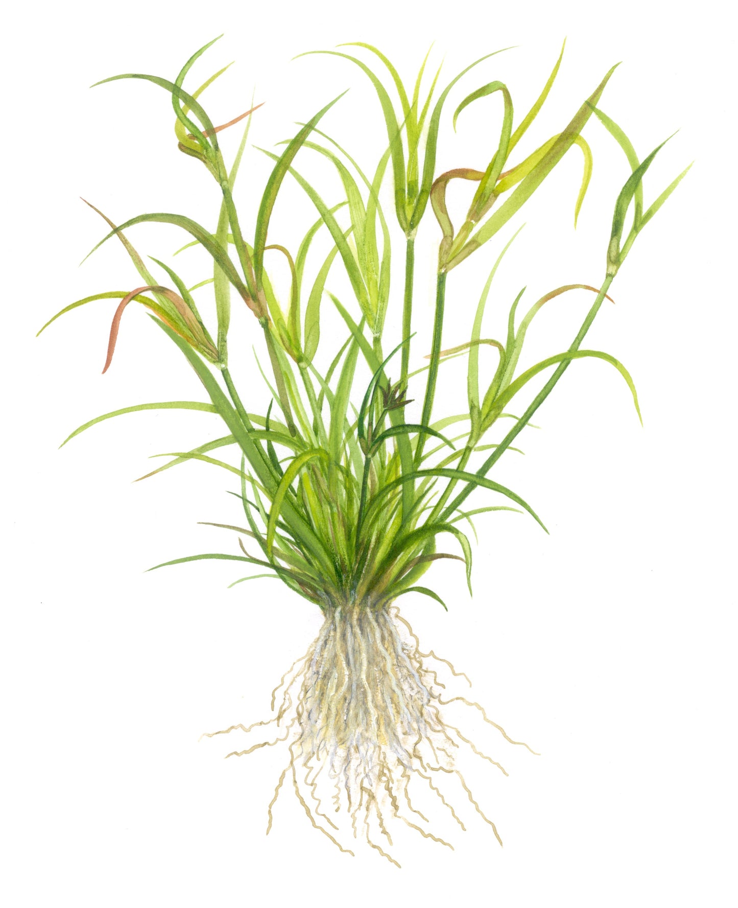 Tropica Juncus repens 1-2-GROW