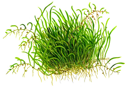 Tropica Utricularia graminifolia 1-2-GROW