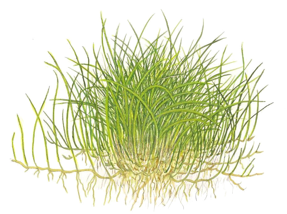 Tropica Eleocharis pusilla 1-2-GROW