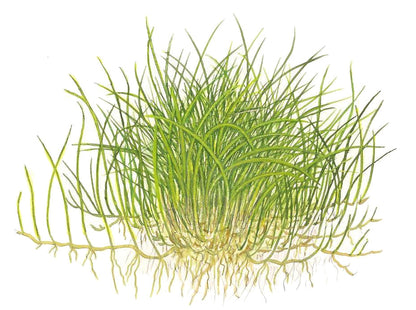 Tropica Eleocharis pusilla 1-2-GROW