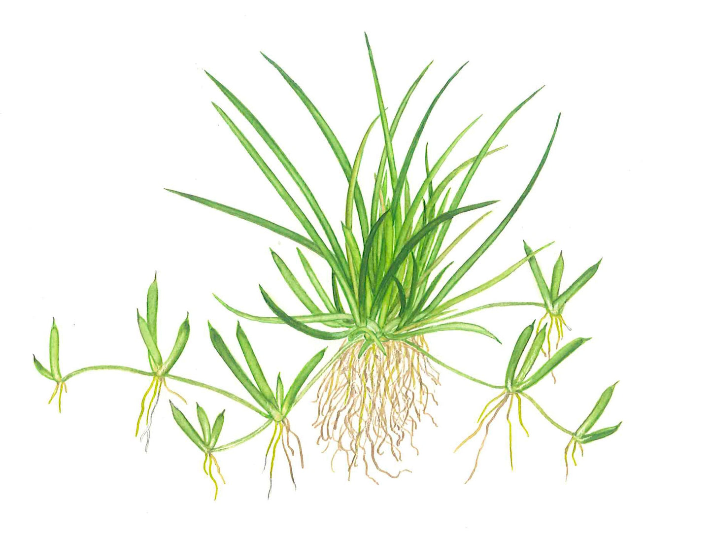Aquafleur Littorella uniflora Easy Grow