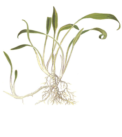 Tropica Cryptocoryne parva 1-2-GROW