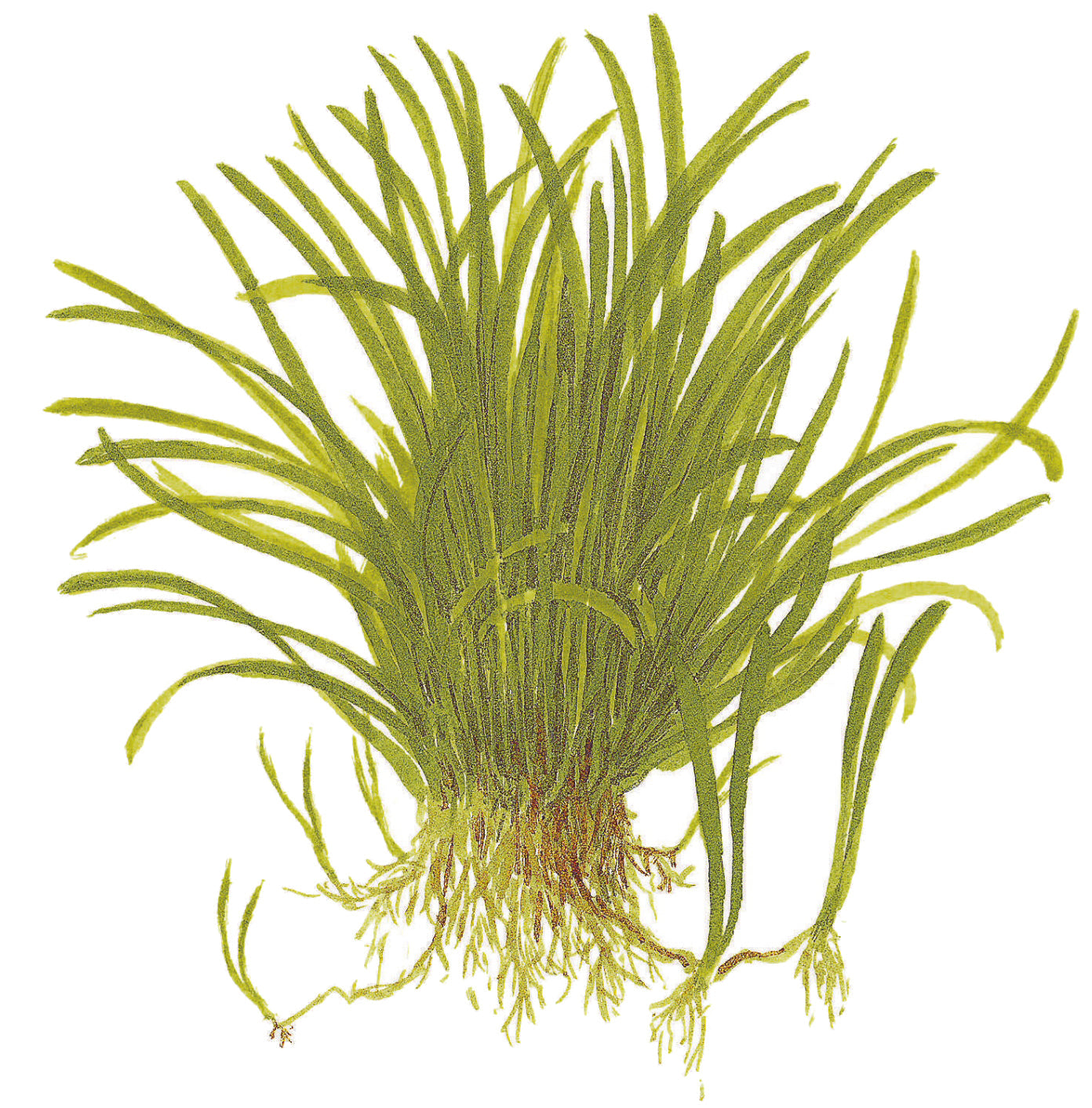 Tropica Lilaeopsis brasiliensis 1-2-GROW
