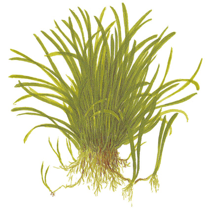 Tropica Lilaeopsis brasiliensis 1-2-GROW