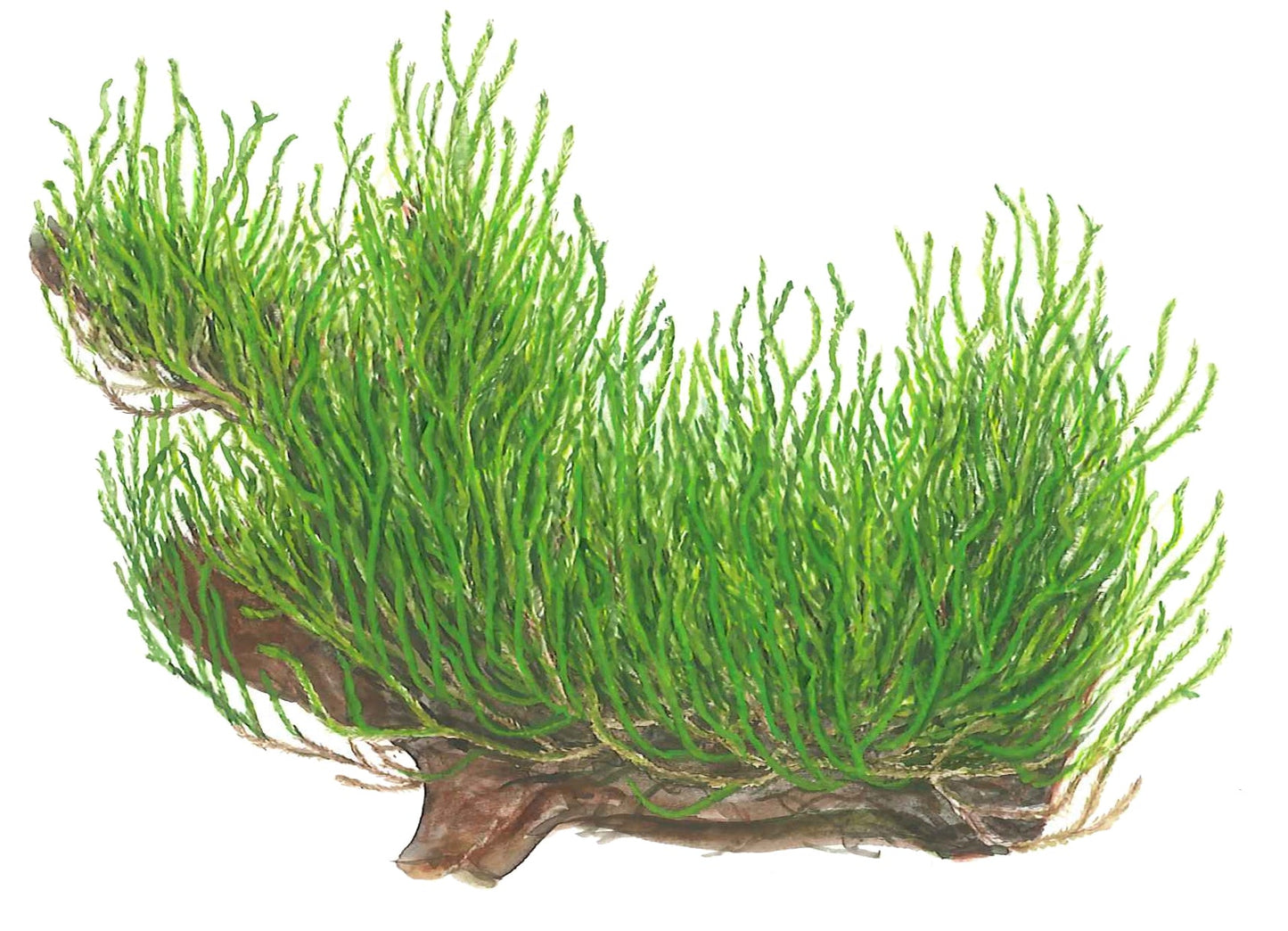 Tropica Taxiphyllum Flame Moss 1-2-GROW