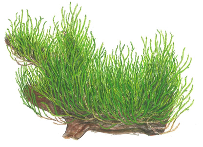 Tropica Taxiphyllum Flame Moss 1-2-GROW