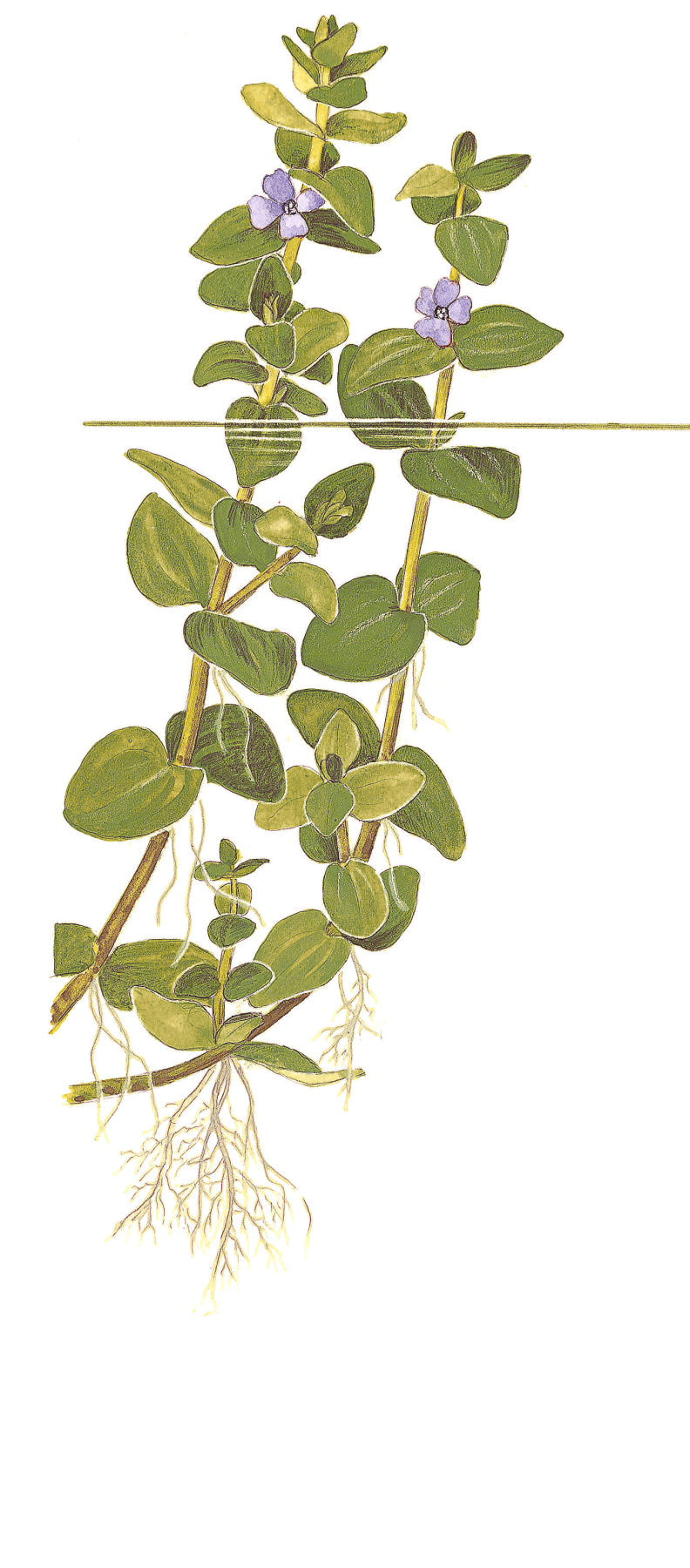 Tropica Bacopa caroliniana 1-2-GROW