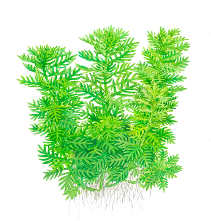 Tropica Hottonia palustris 1-2-GROW
