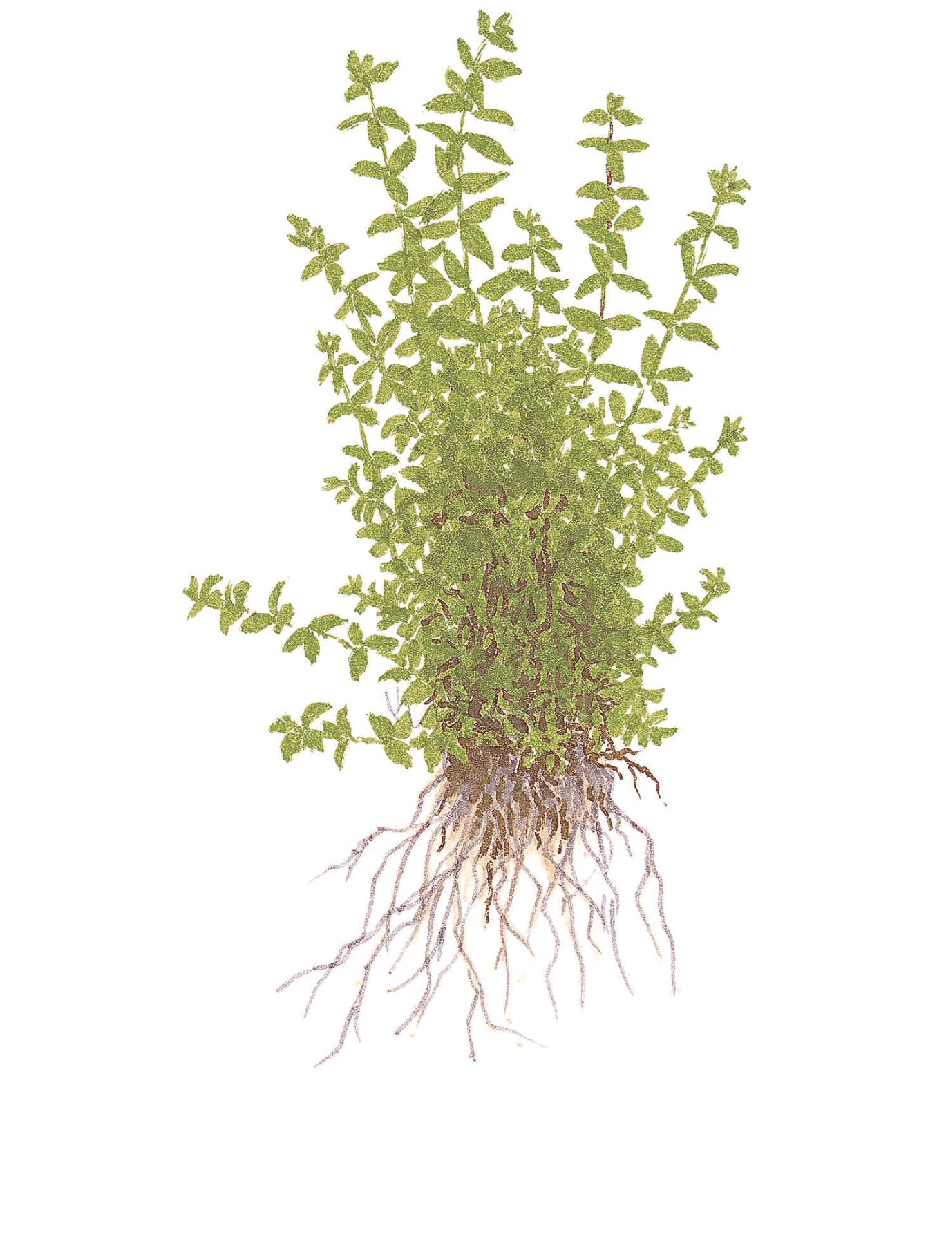 Tropica Hemianthus micranthemoides 1-2-GROW