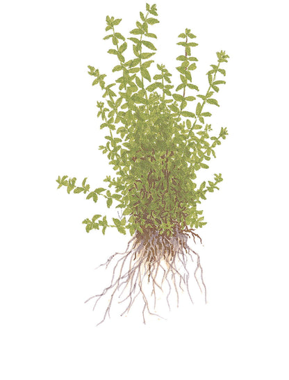 Tropica Hemianthus micranthemoides 1-2-GROW