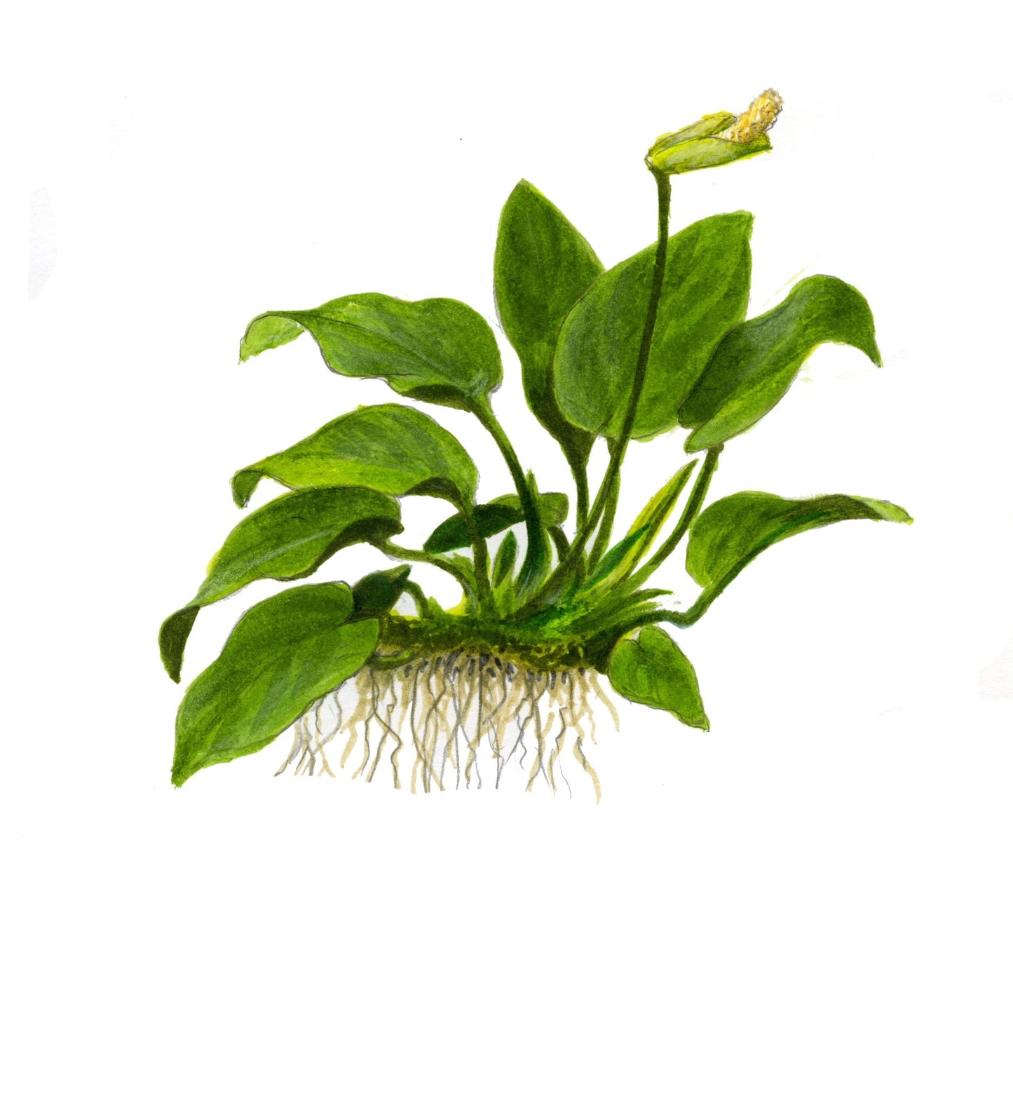 Tropica Anubias barteri nana 1-2-GROW