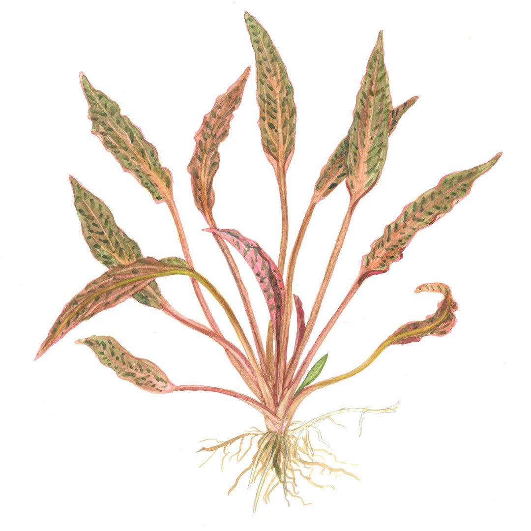 Tropica Cryptocoryne nurii 1-2-GROW