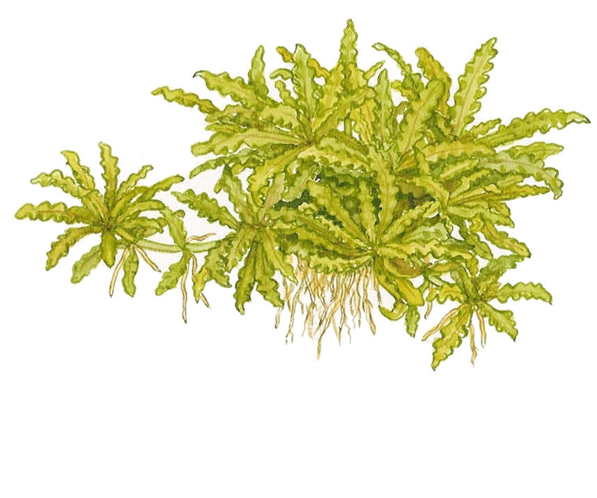 Tropica Pogostemon helferi 1-2-GROW
