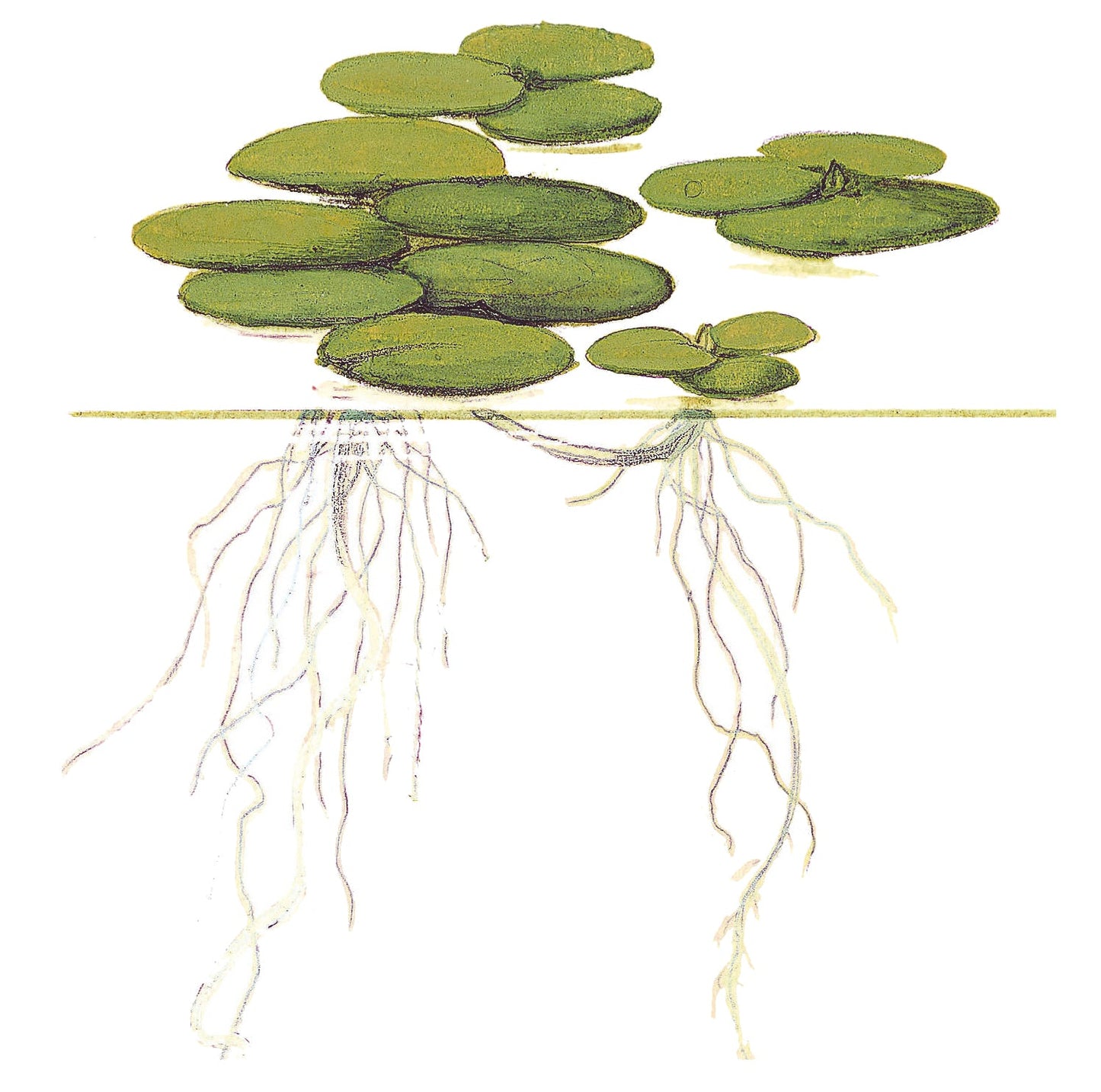 Tropica Limnobium laevigatum (Amazon Frogbit) 1-2-GROW