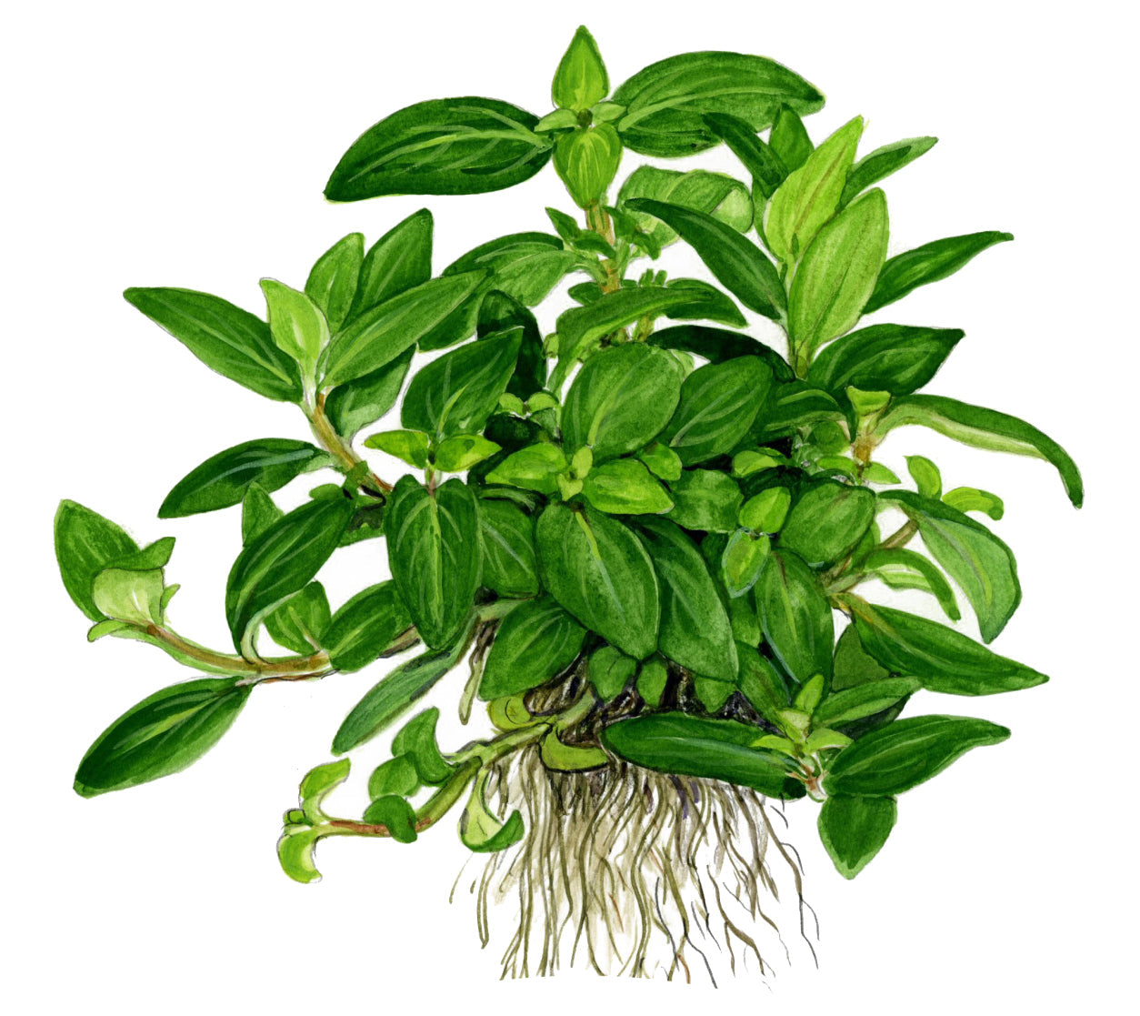 Tropica Staurogyne repens 1-2-GROW