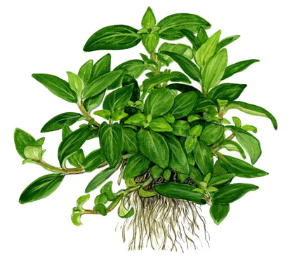 Tropica Staurogyne repens 1-2-GROW