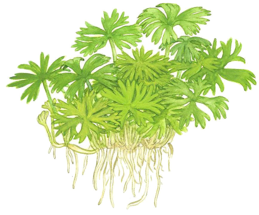 Tropica Ranunculus inundatus 1-2-GROW