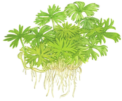 Tropica Ranunculus inundatus 1-2-GROW
