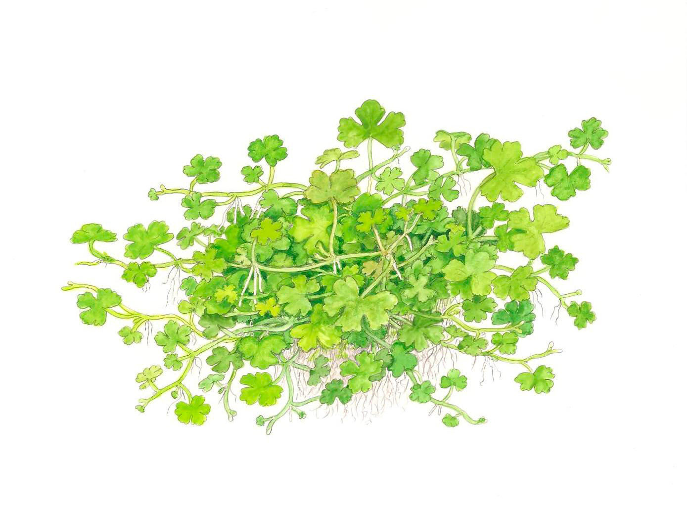 Tropica Hydrocotyle tripartita (Japan) 1-2-GROW