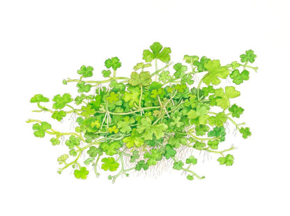 Tropica Hydrocotyle tripartita (Japan) 1-2-GROW