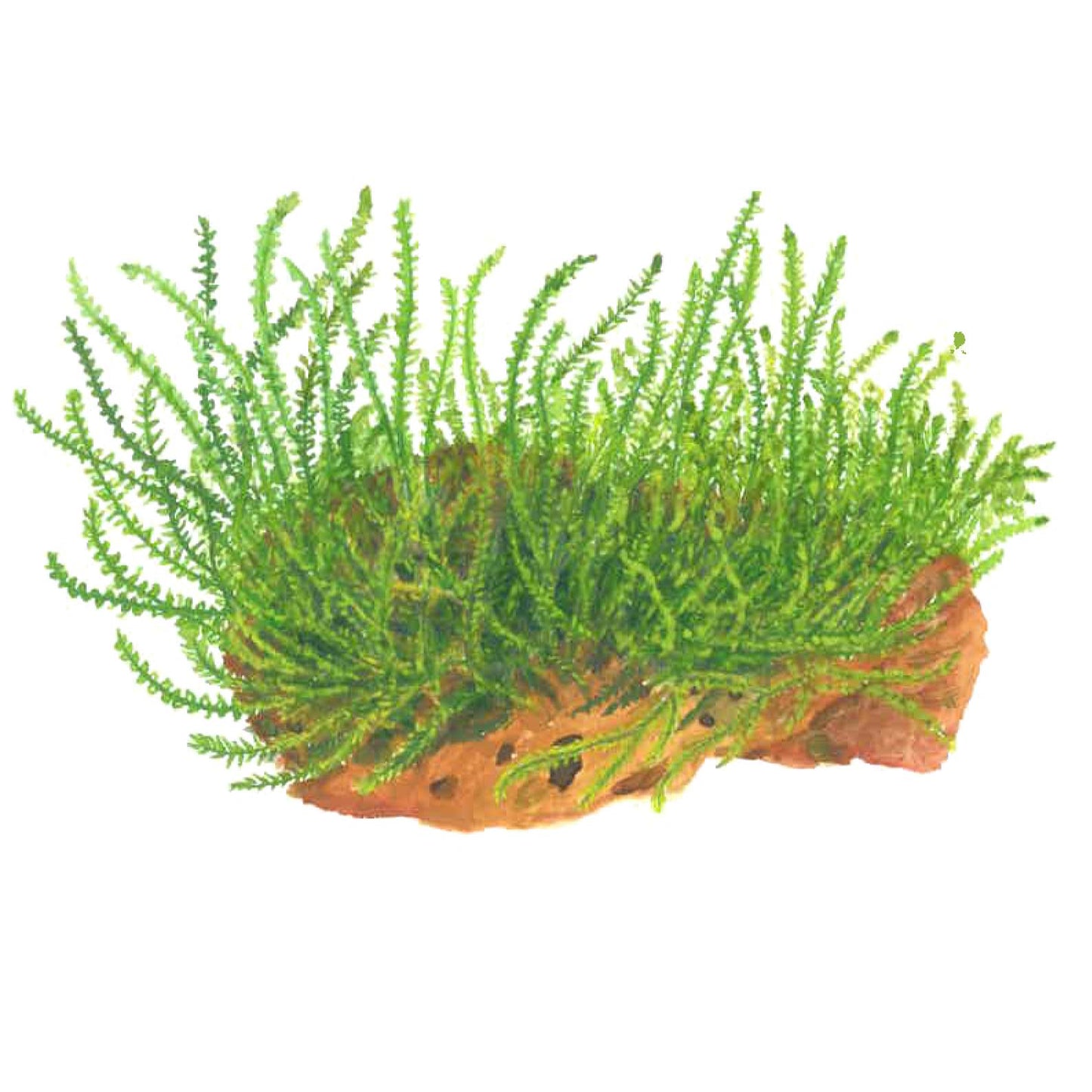 Tropica Leptodictyum riparium Moss 1-2-GROW