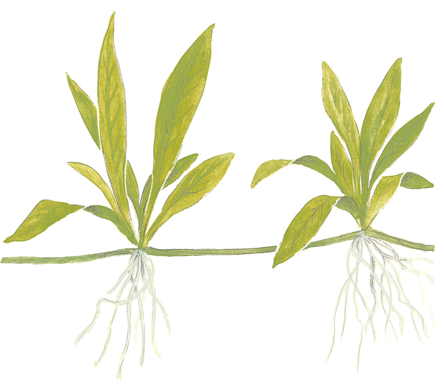 Tropica Helanthium Quadricostatus 1-2-GROW