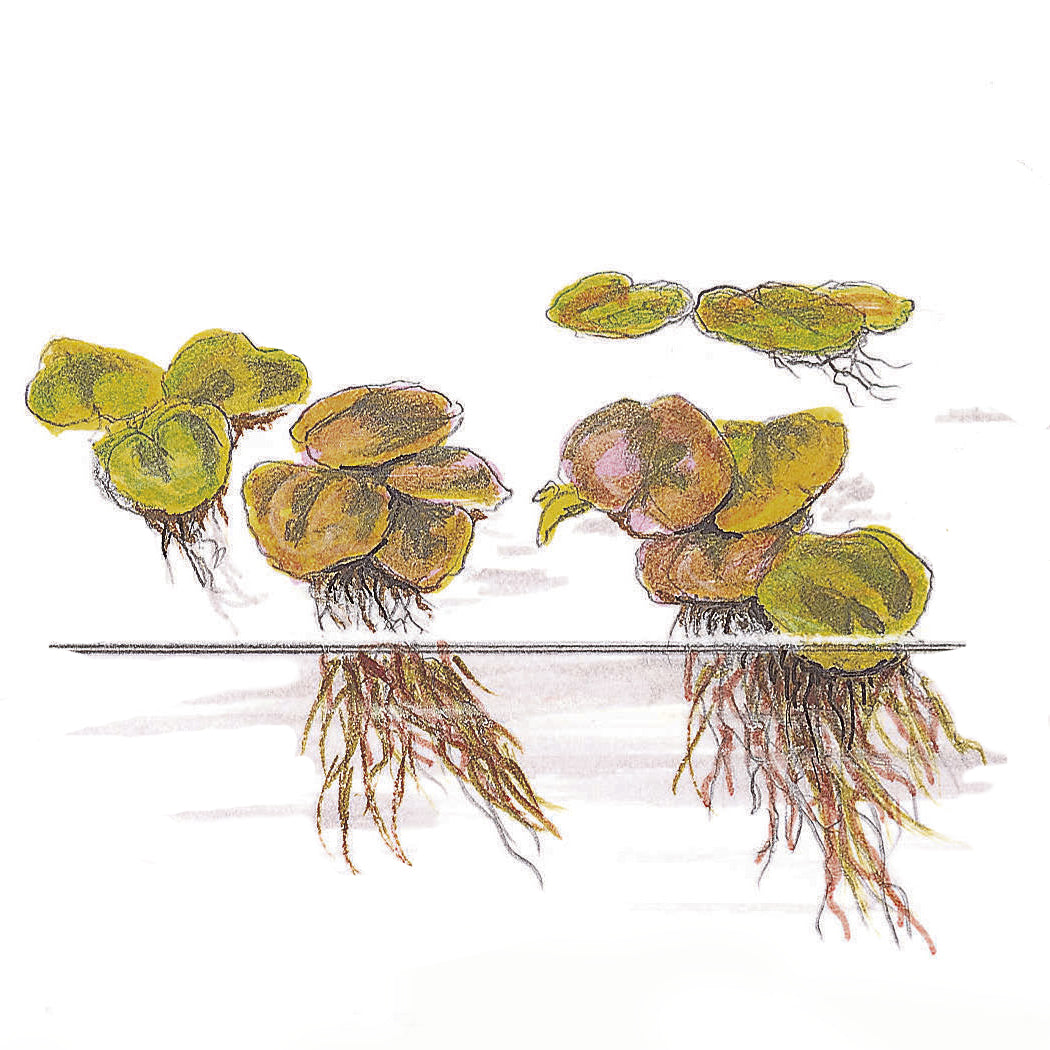 Tropica Phyllanthus fluitans 1-2-GROW