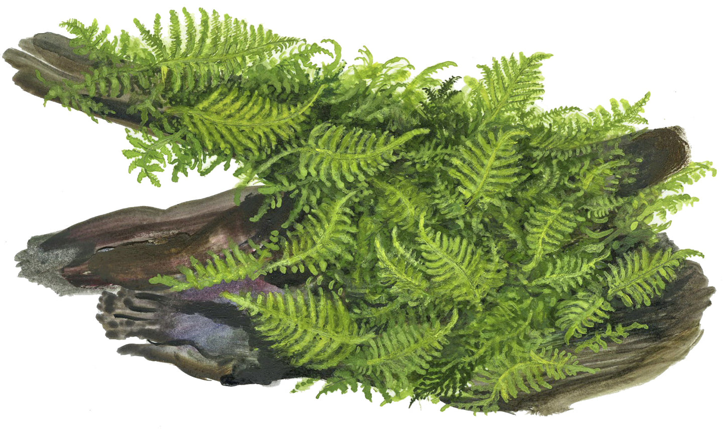 Tropica Vesicularia montagnei Christmas Moss 1-2-GROW