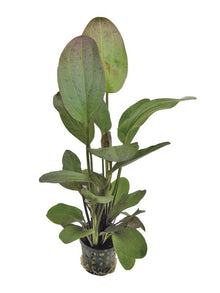 Echinodorus ozelot Red PC Aquafleur