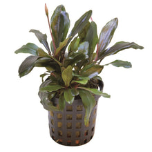 Bucephalandra Theia Green AQUADIP