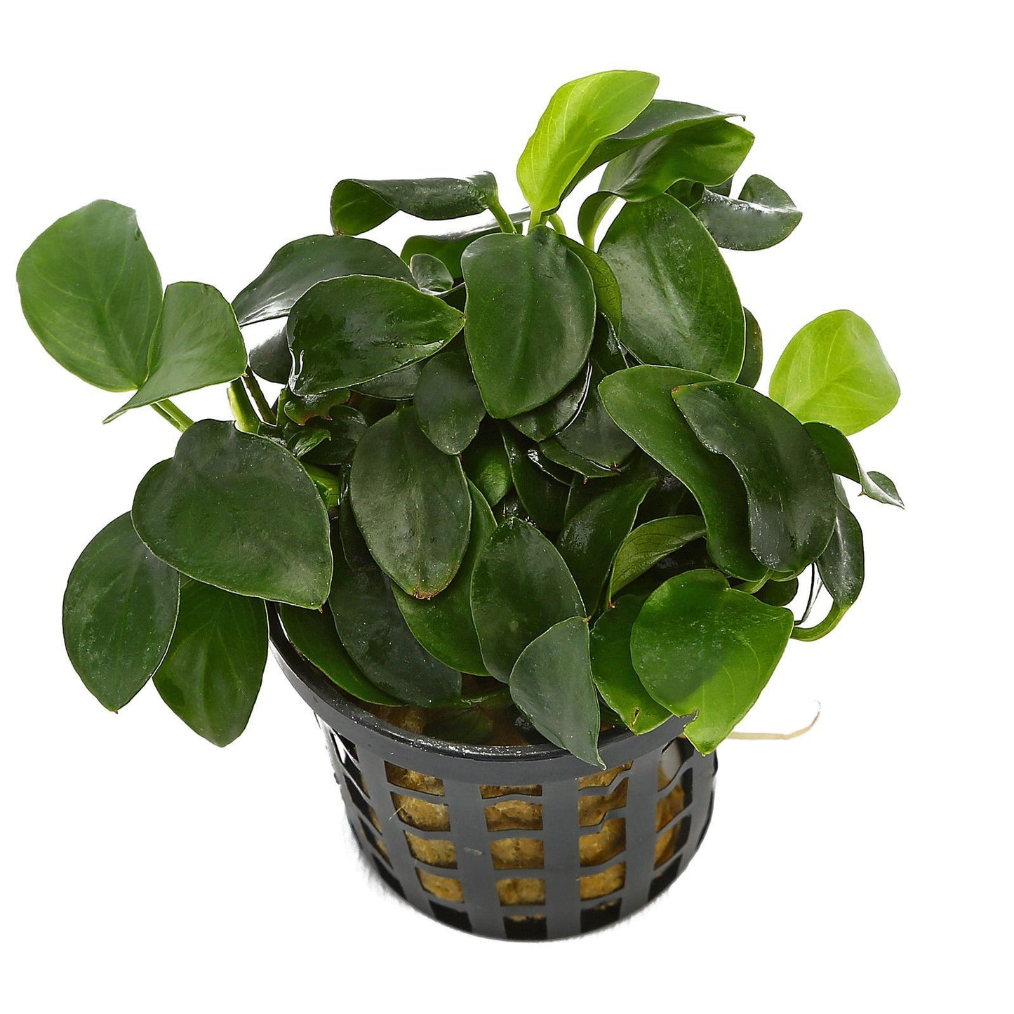Anubias mini AQUADIP