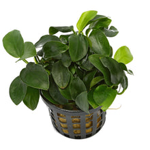 Anubias mini AQUADIP