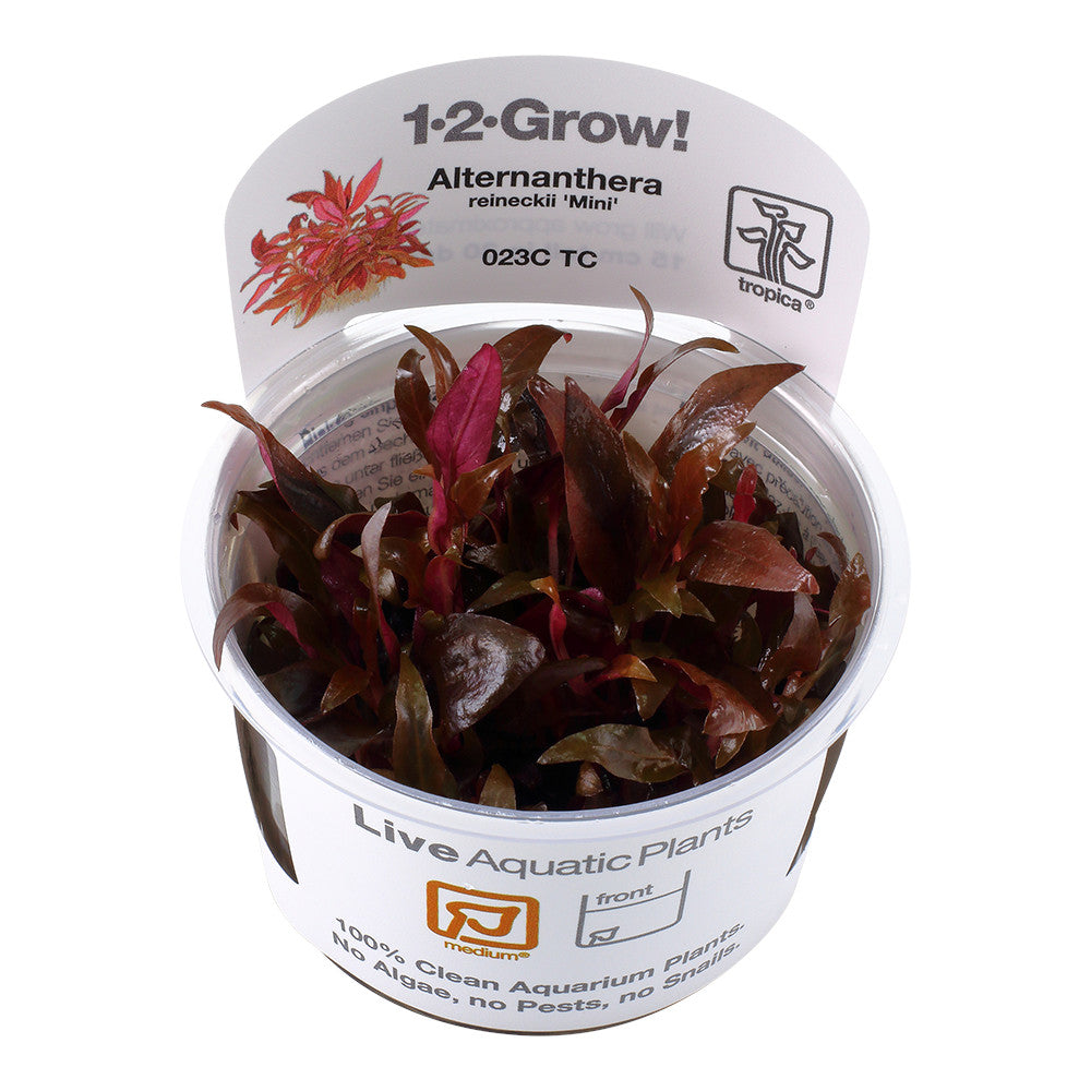Tropica Alternanthera reineckii 'mini' 1-2-GROW